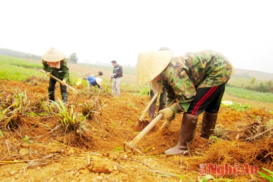 Quỳnh Thắng (Quỳnh Lưu) vào vụ thu hoạch rễ hương phục vụ Tết