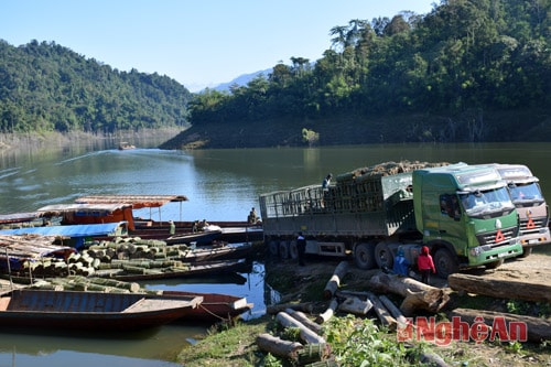 Cây lùng  xóa nghèo cho Đồng Văn (Quế Phong)