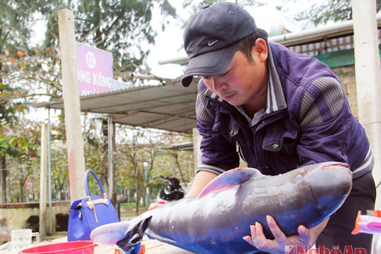 Cá Ông màu xanh trôi dạt vào bãi biển Cửa Lò