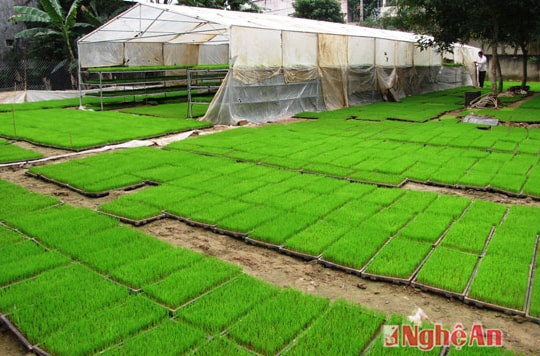 Gieo cấy mạ khay, giảm giống, giảm công và tăng năng suất