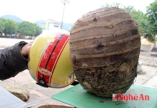 Phát hiện củ khoai sọ khổng lồ ở Nghệ An