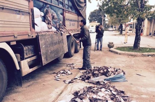 Xe tải chở 20 tấn mực khô đang phân hủy ra Hà Nội tiêu thụ