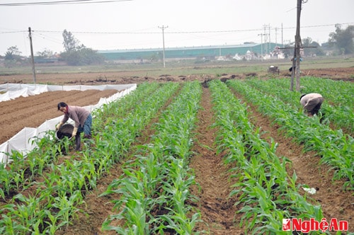 Chuyển đổi cơ cấu cây trồng vụ xuân để chống hạn