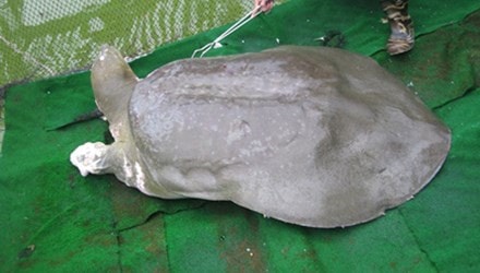 Rùa Hồ Gươm thuộc nhóm sống thọ nhất thế giới