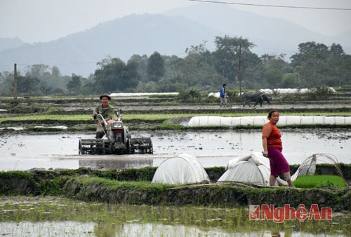 Con Cuông gieo cấy 2.274 ha lúa xuân