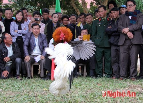 Hội chọi gà, đẩy gậy, ném còn chào Xuân sớm ở Quế Phong