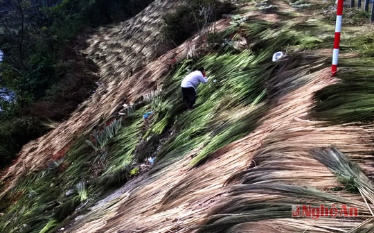 Đẹp ngỡ ngàng mùa đót Kỳ Sơn