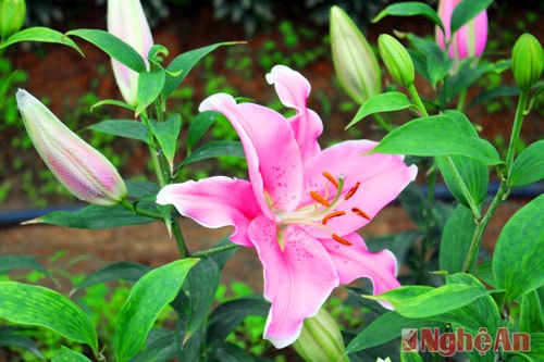 Nông dân Nghệ An bật điều hòa để hãm hoa ly nở