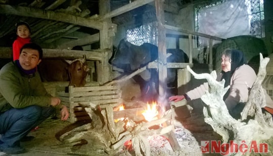 Nông dân Đô Lương chống rét cho đàn trâu bò
