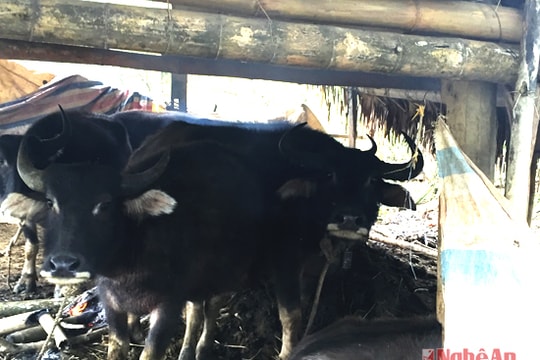 Tuyết rơi dày ở Nghệ An, trâu bò chết hàng loạt