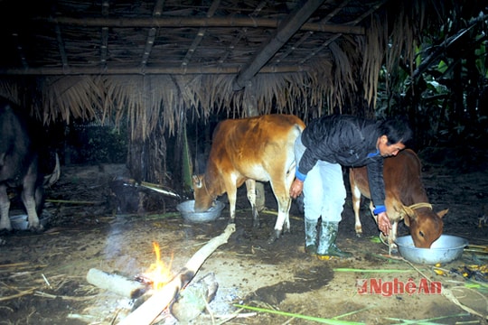 Hàng trăm trâu bò ở Nghệ An bị chết vì rét kỷ lục