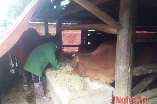 Ngành ngân hàng hỗ trợ bà con nông dân thiệt hại trong đợt rét