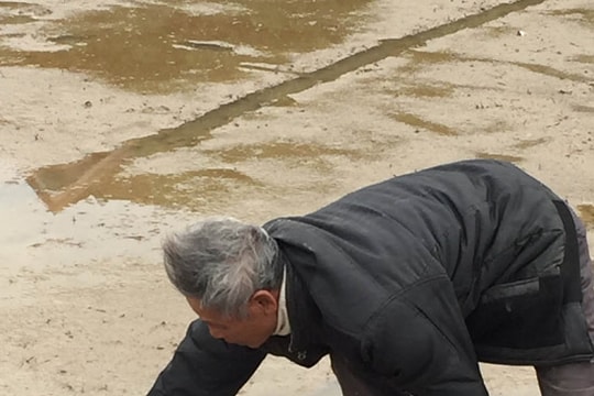 Nông dân trắng tay vì lúa chết rét