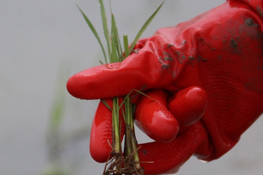 Yên Thành lúa chết, mạ héo vì lạnh