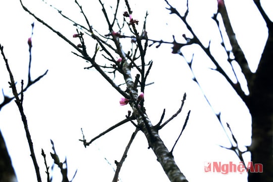 Chợ đào Mường Xén họp trong giá rét