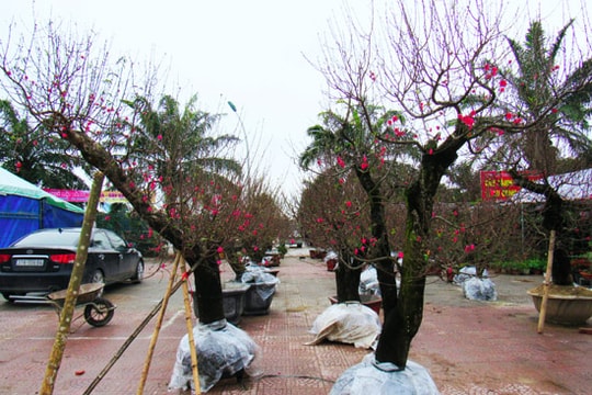 Những cây đào, mai khủng về thành phố Vinh