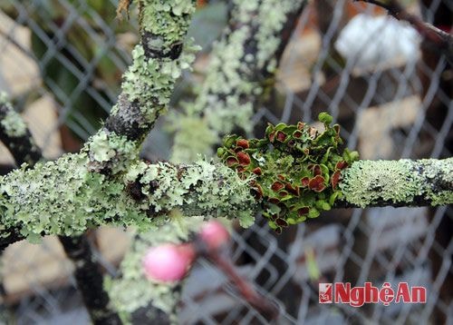 Đào đá giá 40 triệu ở miền Tây Nghệ An