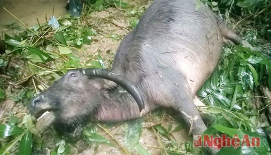 Ngân hàng chính sách: Gia hạn nợ 5 năm cho các hộ có trâu bò chết rét