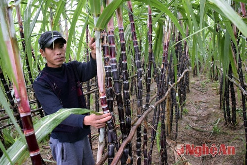Trái ngọt chờ ngày bán tết