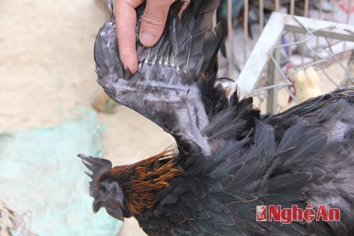 Gà đen người Mông "cao giá" vẫn đắt hàng.