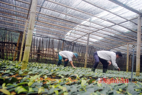 Làng Thanh niên lập nghiệp vùng biên giới chuẩn bị đón Tết đầu tiên