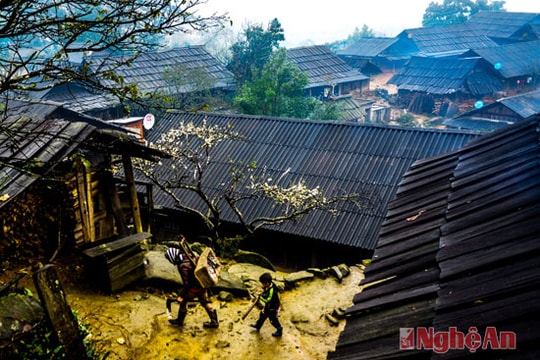 Nhịp sống bản làng miền Tây Nghệ An ngày tuyết tan