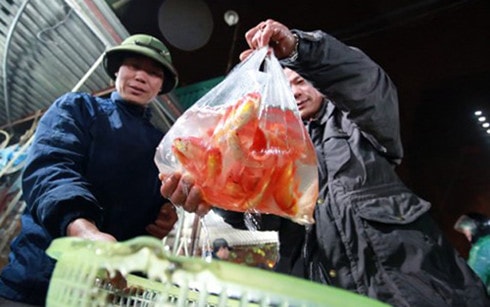 Ngày ông Táo: Giá cá chép đỏ tăng gấp 3