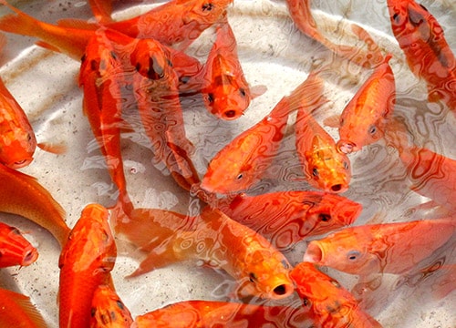 Sôi động thị trường cá chép đỏ cúng ông Táo