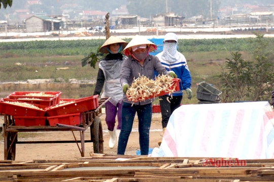 Tết vui được mùa cá cơm đen ở Quỳnh Dị