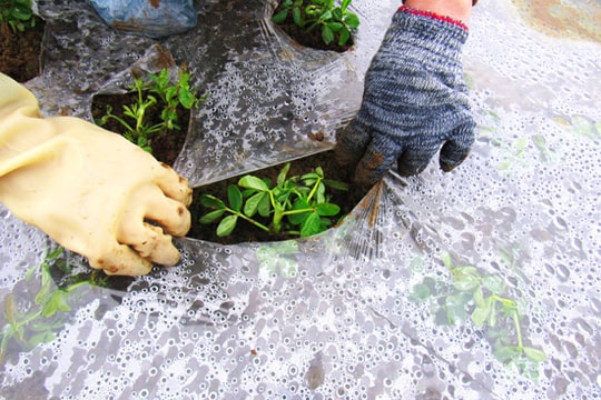 Lạc gieo trỉa muộn không bị chết rét