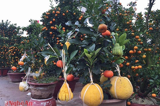 Cây trưng Tết độc đáo, đắt đỏ