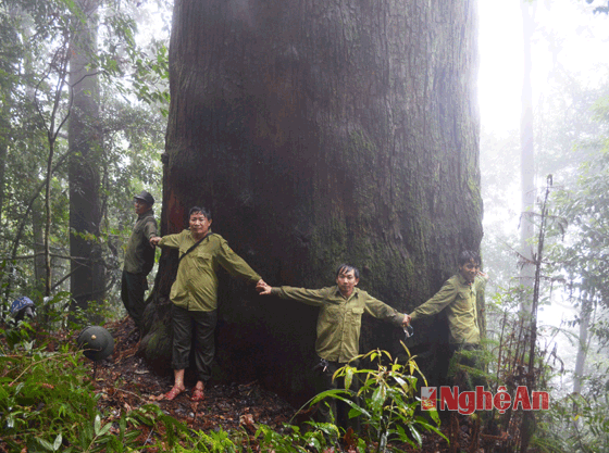 Quần thể sa mu dầu khổng lồ thuộc "hàng hiếm" của thế giới ở Nghệ An