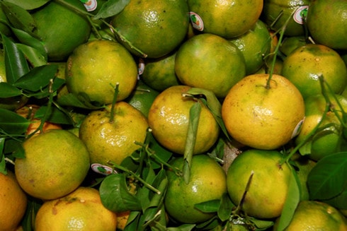 Quá chén trong ngày Tết, giải rượu cách nào?