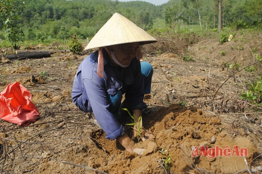 Nhộn nhịp trồng rừng vụ xuân