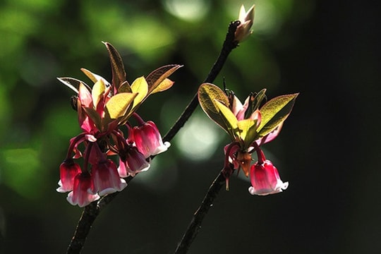 Ngắm hoa đào chuông đẹp mê hoặc lòng người