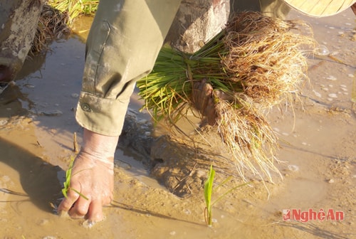 Nông dân mang Tết ra đồng