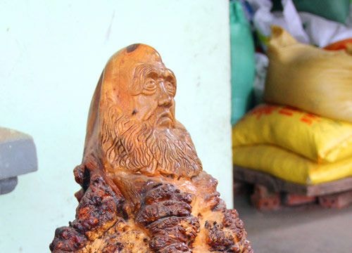 Thu tiền triệu từ khai thác gỗ nu