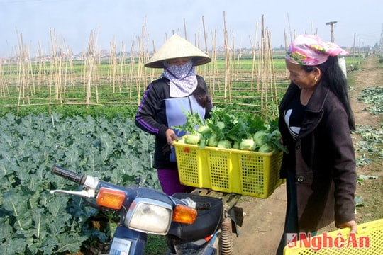 Nông dân Quỳnh Lưu thắng lợi rau màu vụ đông