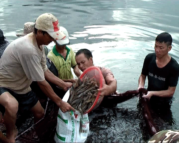 Diễn Châu nuôi tôm vụ 3 thu nhập 250 triệu đồng/héc ta