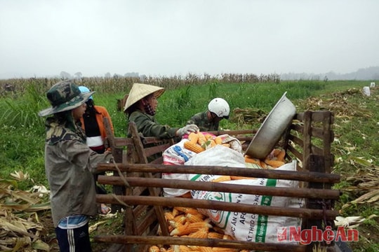 Anh Sơn: Ngô vụ đông năng suất đạt 55 tạ/ha