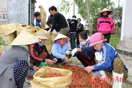 Quỳnh Lưu: Mô hình trồng ớt năng suất đạt gần 900 kg/sào