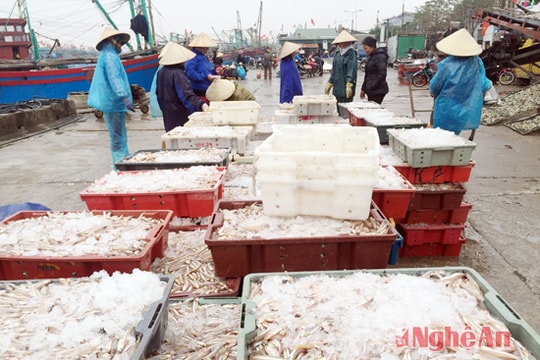 Ngư dân Tiến Thủy trúng đậm lộc biển đầu năm