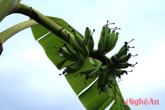 Mô hình chuối tiêu hồng "trồng 4 mất 3"