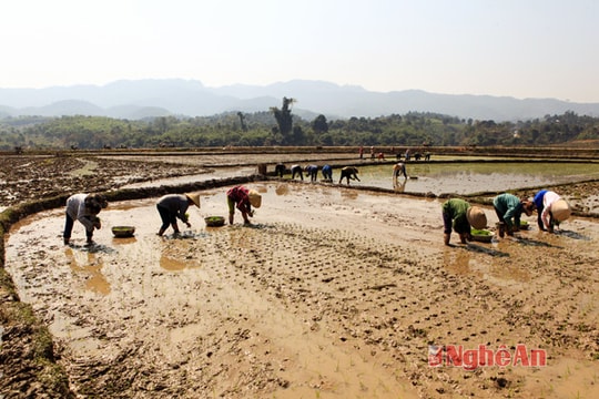 Miền Tây vào vụ cấy