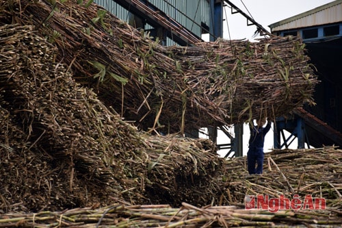 Tân Kỳ thu hoạch gần 60% diện tích mía