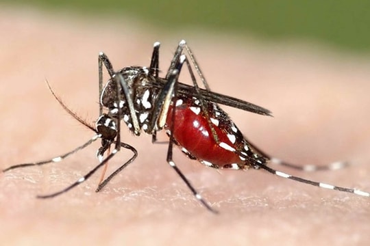 Virus Zika có thể xuyên qua nhau thai sản phụ
