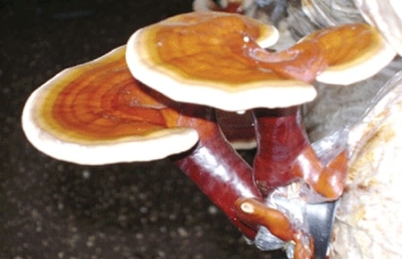 Tăng tuổi thọ nhờ nấm linh chi