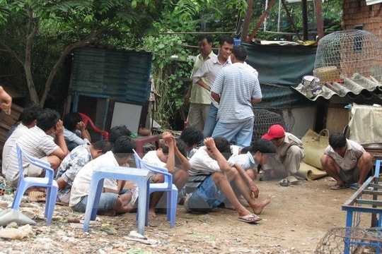 Triệt phá trường gà, bắt 54 đối tượng