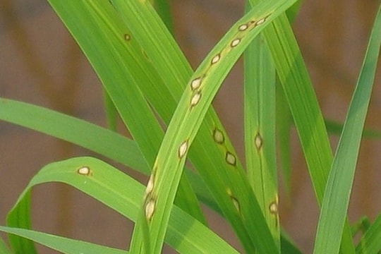 Cách phòng trừ bệnh đạo ôn