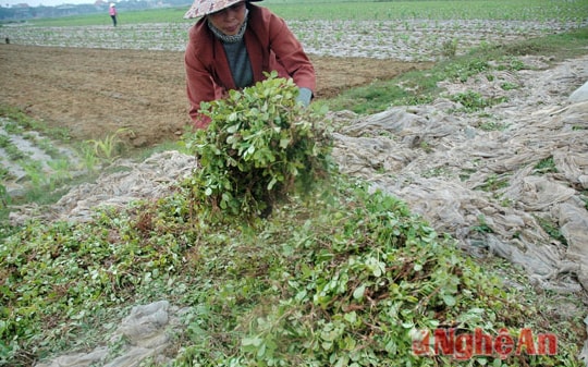 Diễn Châu: Nông dân phải nhổ lạc non